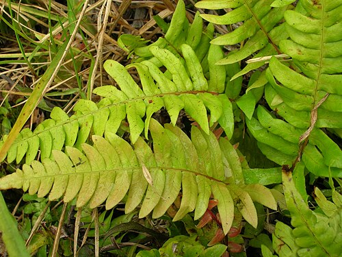 Palm fern: Blechnum appendiculatum (habit). Location: Maui, Haleakala Ranch