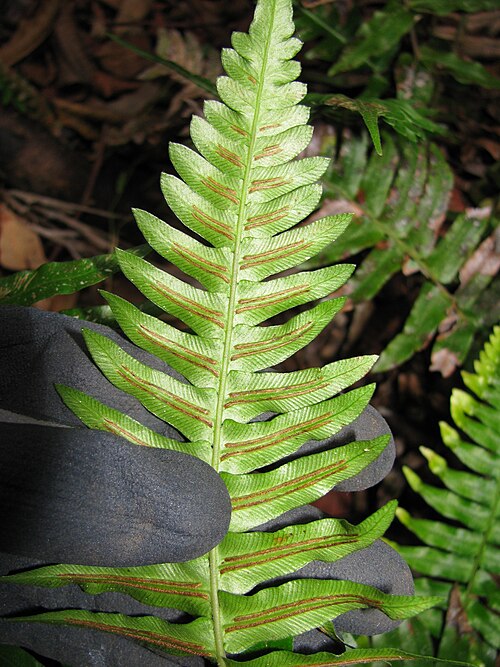 Palm fern: Blechnum appendiculatum (Blechnum) Sori at Olinda, Maui, Hawaii. November 15, 2009 #091115-1174 Image Use Policy Also known as Blechnum occidentale.