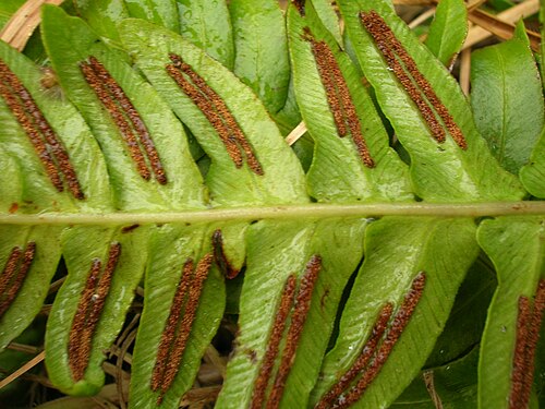 Palm fern: Blechnum appendiculatum (sori). Location: Maui, Haleakala Ranch