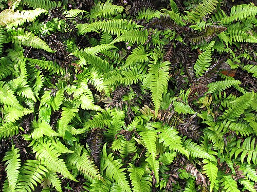 Palm fern: Blechnum appendiculatum (Blechnum) Habit at Kula Botanical Garden, Maui, Hawaii. March 07, 2011 #110307-2001 Image Use Policy Also known as Blechnum occidentale