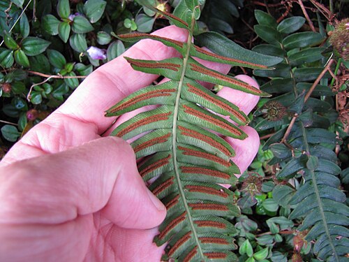 Palm fern: Blechnum appendiculatum (Blechnum) Sori at Garden of Eden Keanae, Maui, Hawaii. March 30, 2011 #110330-3630 Image Use Policy Also known as Blechnum occidentale.