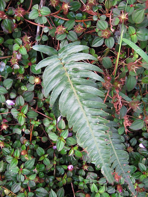 Palm fern: Blechnum appendiculatum (Blechnum) Frond at Garden of Eden Keanae, Maui, Hawaii. March 30, 2011 #110330-3629 Image Use Policy Also known as Blechnum occidentale