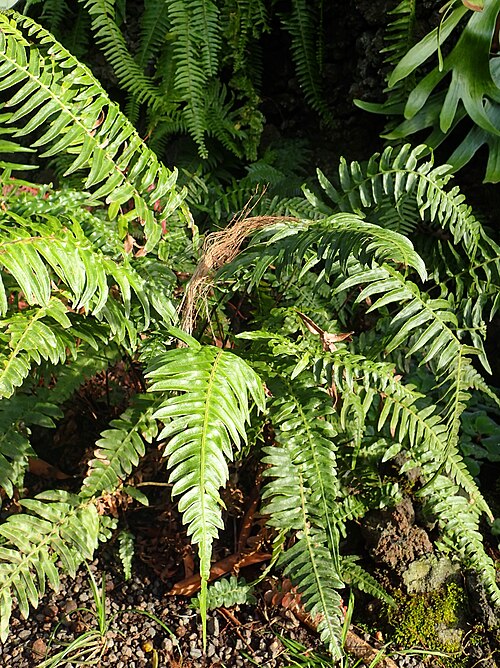 Palm fern: Blechnum appendiculatum in Jardín de Aclimatación de la Orotava