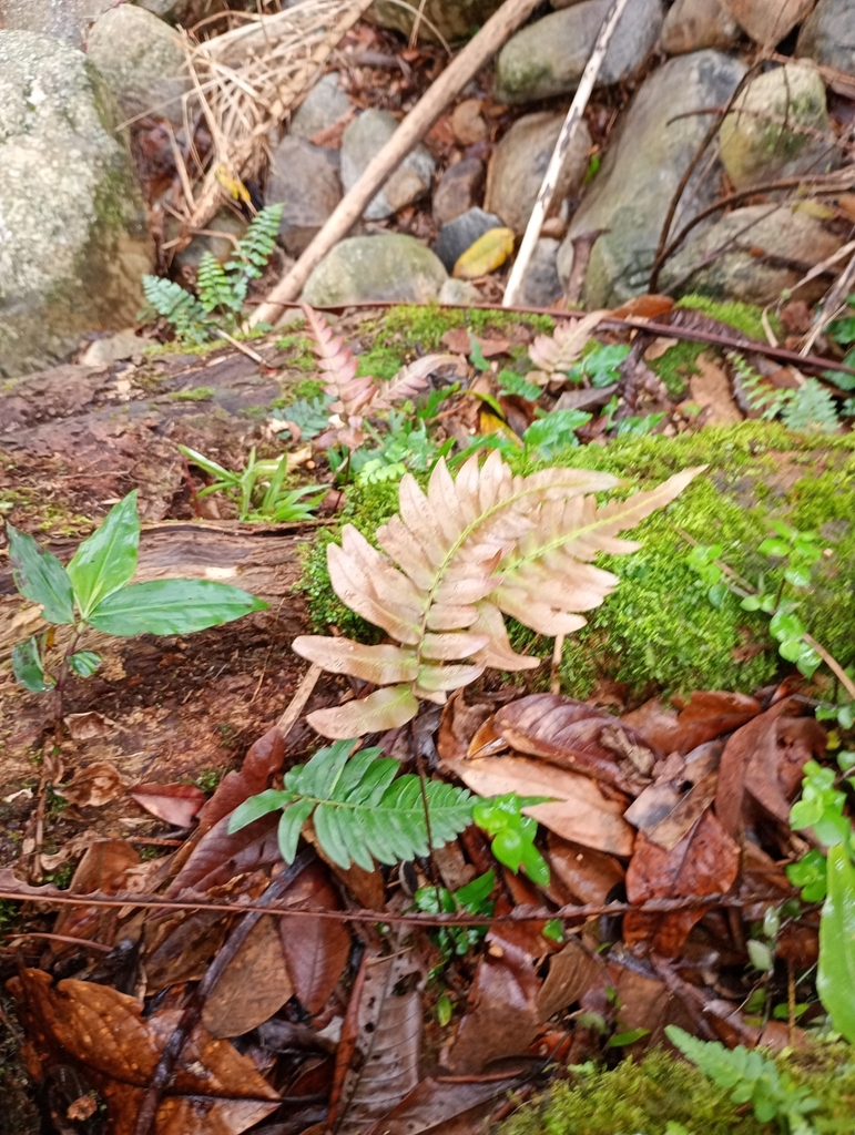 Blechnum × caudatum (Blechnum × caudatum)