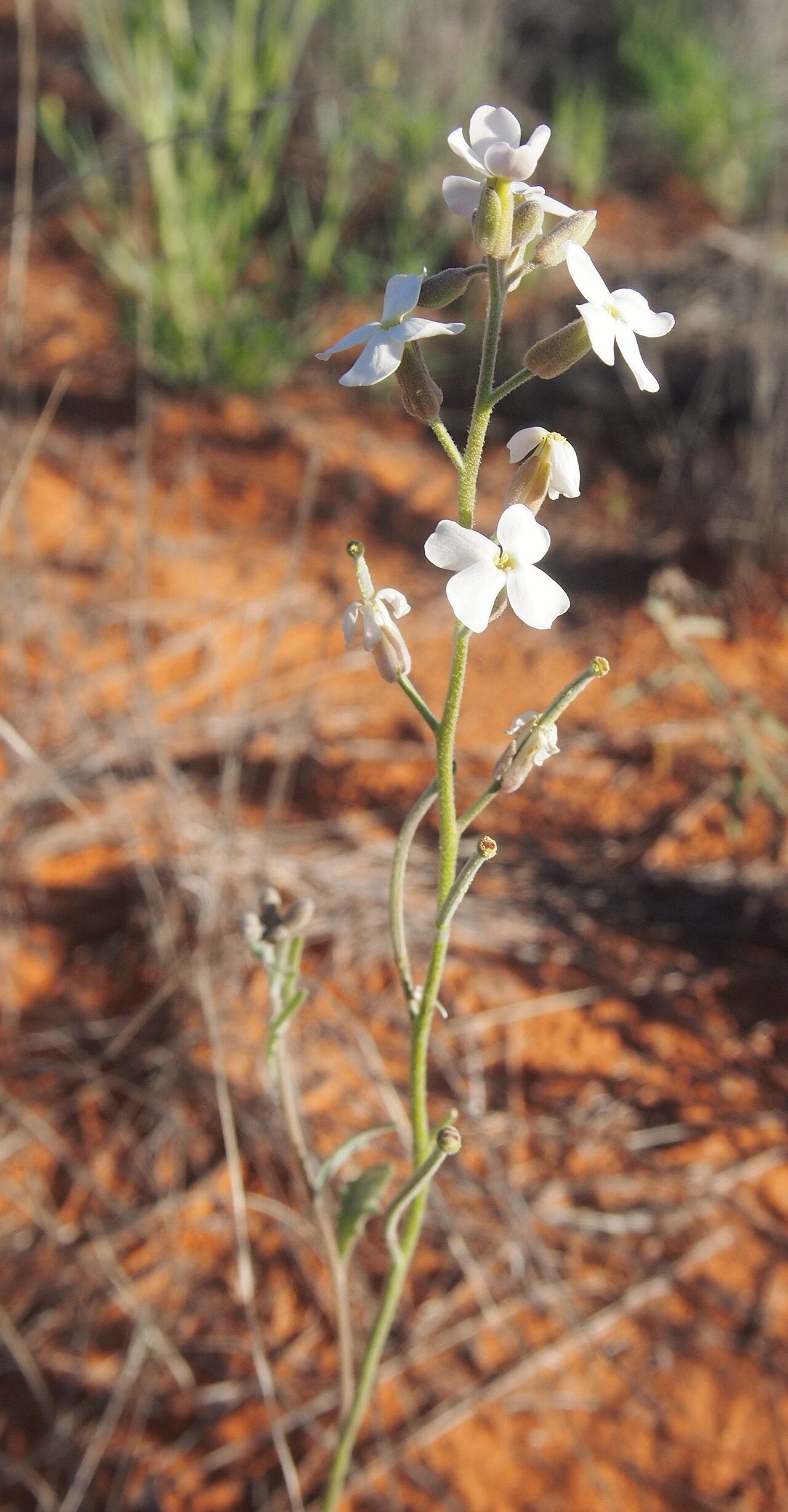 Blennodia canescens: Blennodia canescens flowers