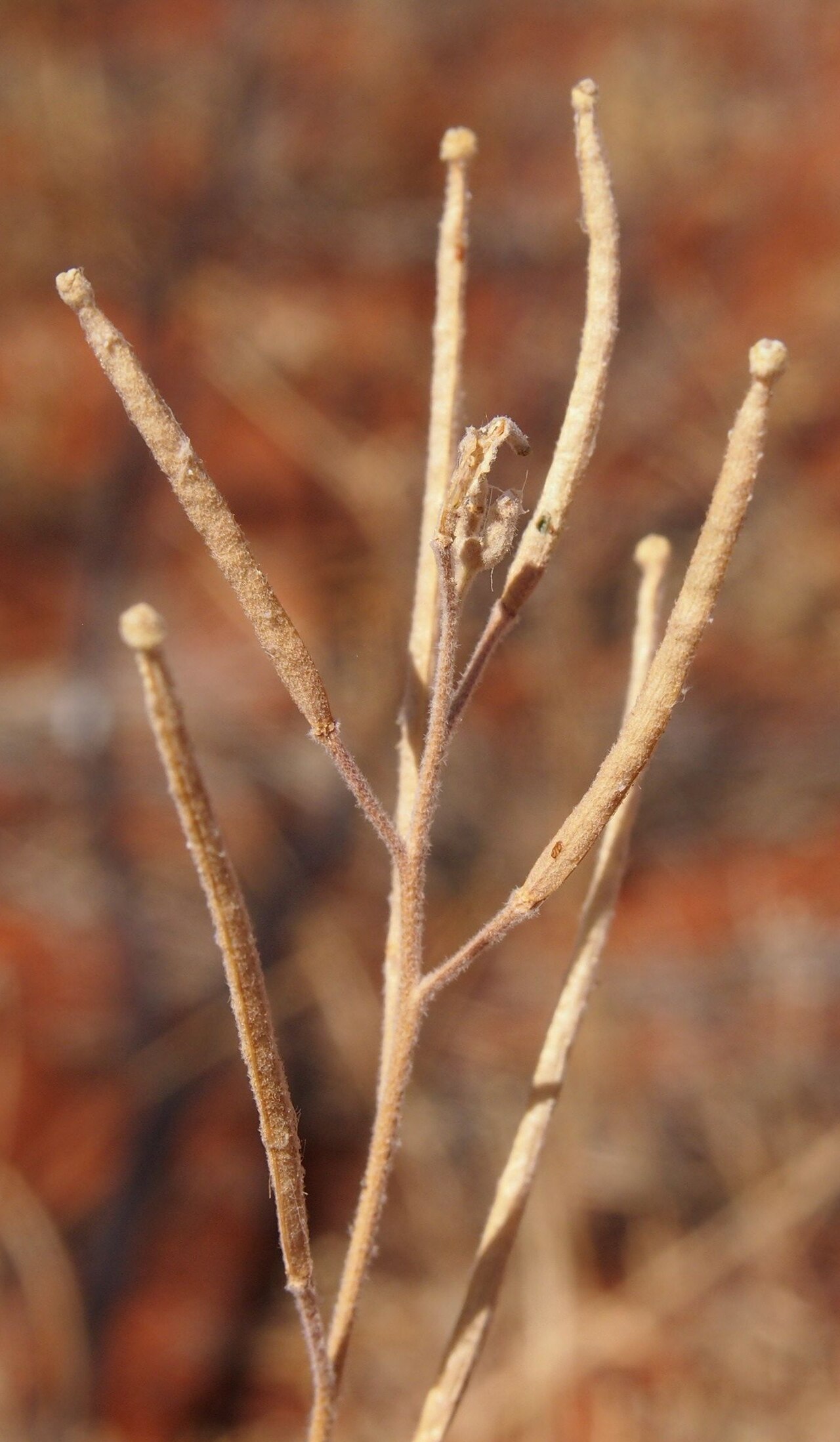 Blennodia canescens: Blennodia canescens siliqua