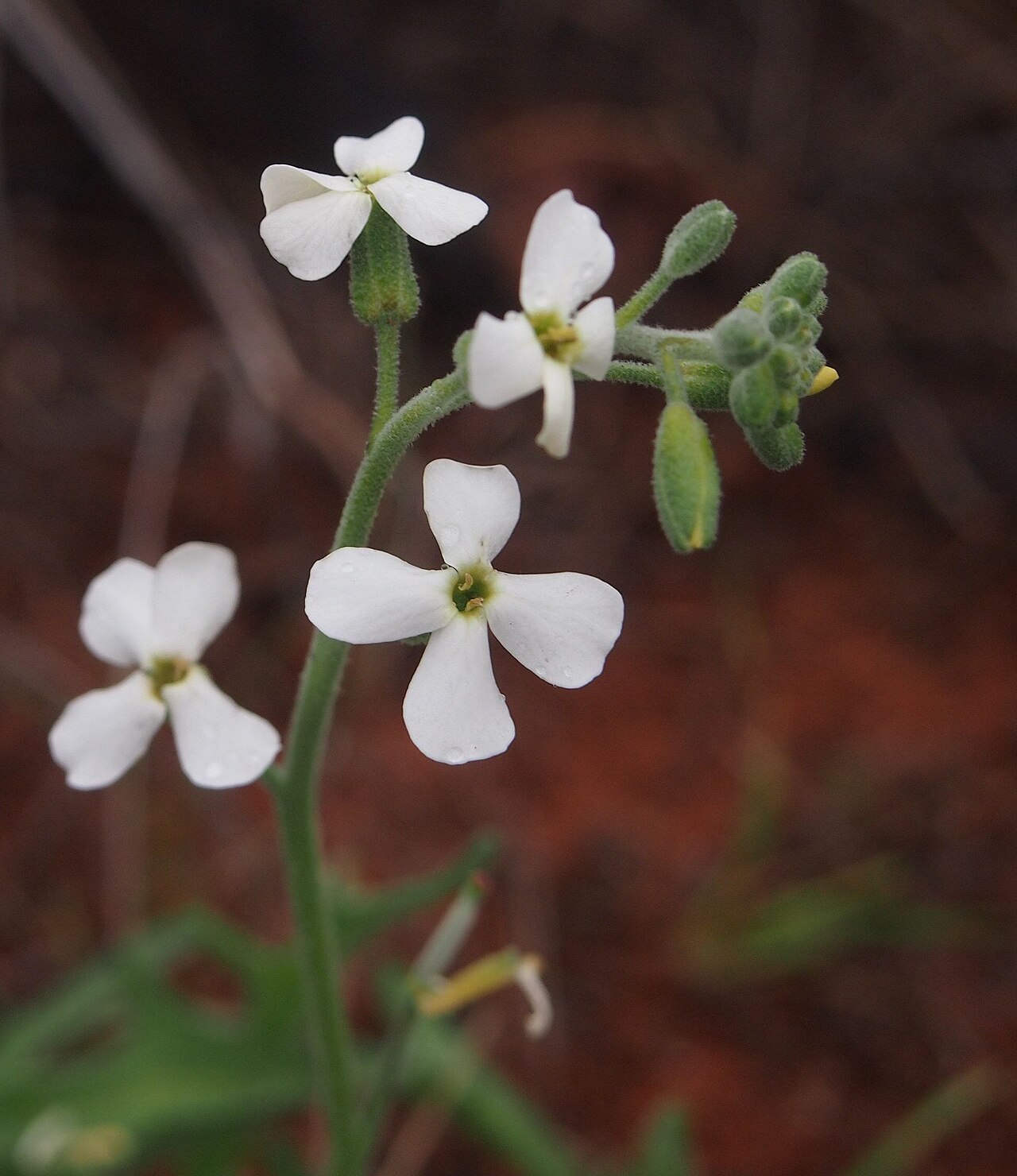 Blennodia canescens: Blennodia canescens' flowers