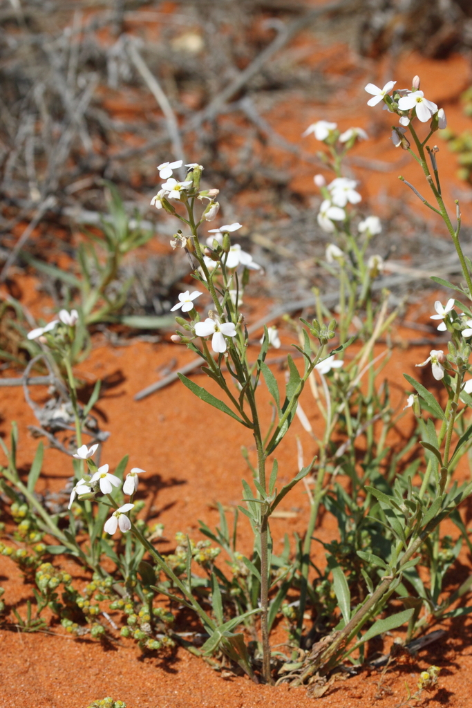 Blennodia canescens (Blennodia canescens)