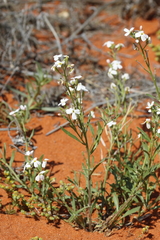 Blennodia canescens (Blennodia canescens)