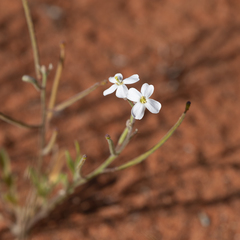 Blennodia canescens (Blennodia canescens)
