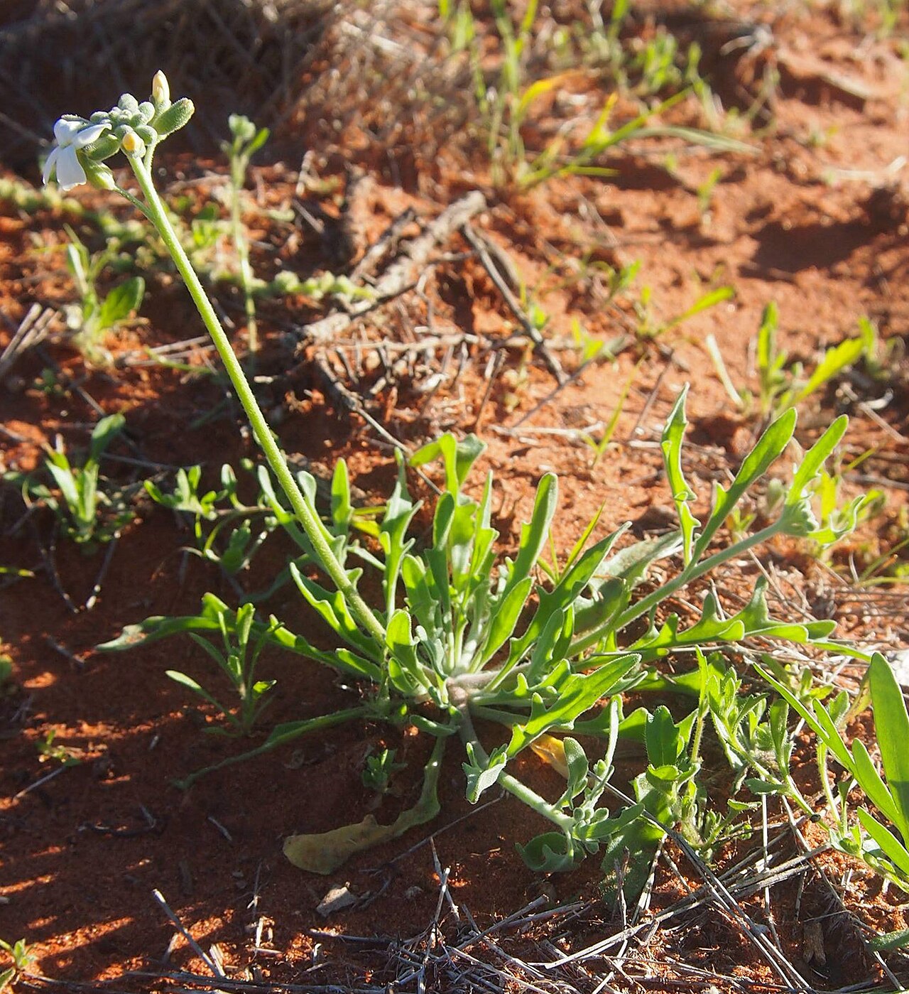 Blennodia canescens: Blennodia canescens plant