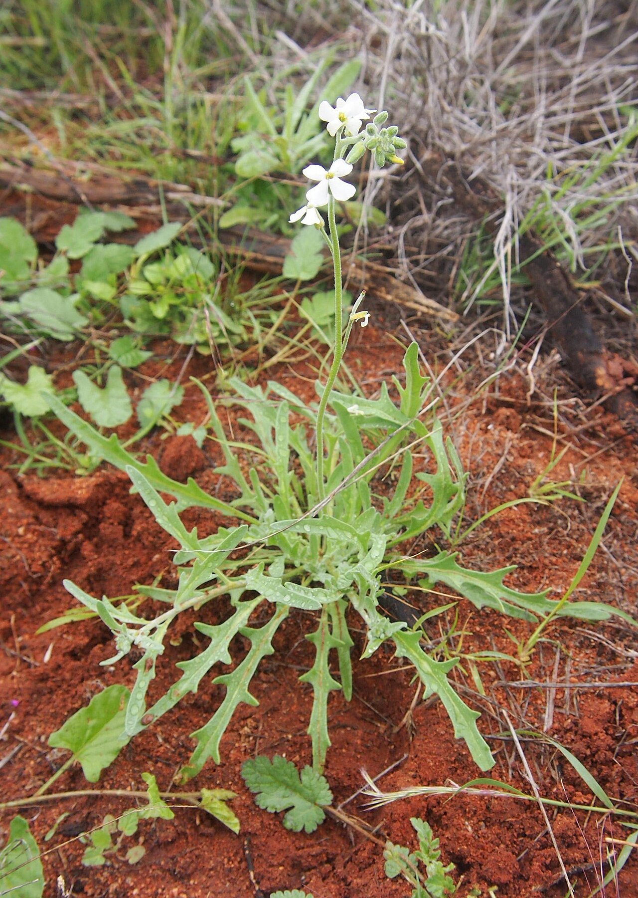 Blennodia canescens: Blennodia canescens in flower