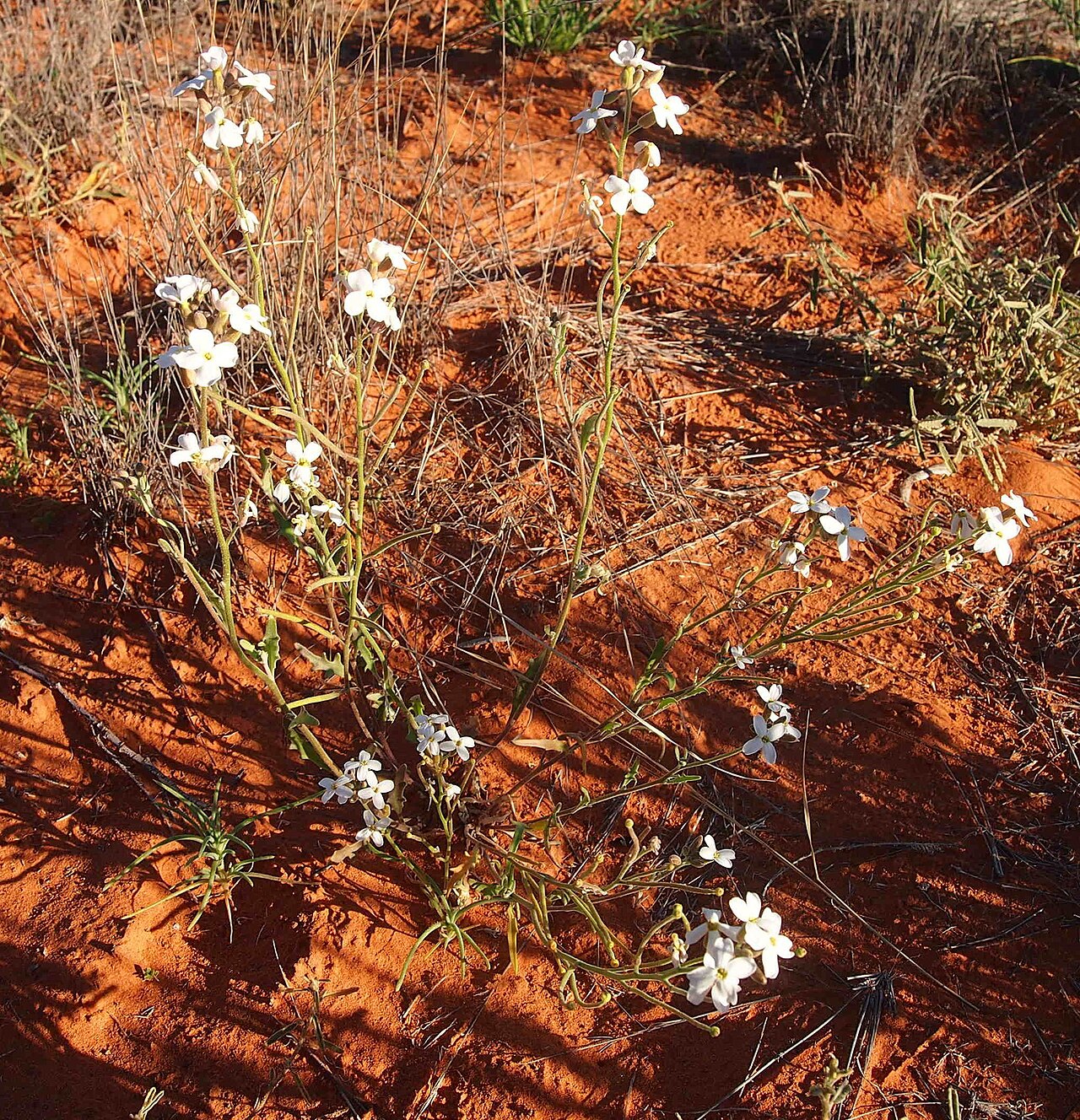 Blennodia canescens: Blennodia canescens habit