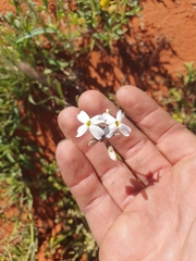 Blennodia canescens (Blennodia canescens)