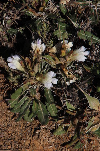Blepharis mitrata (Blepharis mitrata)