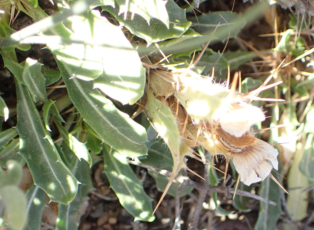 Blepharis mitrata (Blepharis mitrata)
