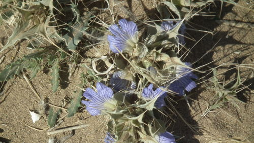 Blepharis mitrata (Blepharis mitrata)