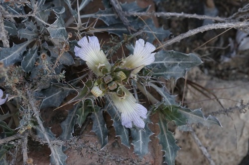 Blepharis mitrata (Blepharis mitrata)
