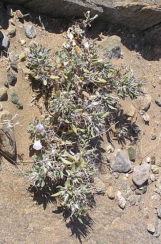 Blepharis mitrata: Blepharis mitrata at Klein Aus, Namibia August 2007