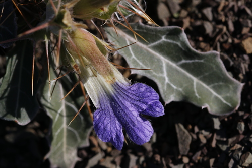 Blepharis mitrata (Blepharis mitrata)