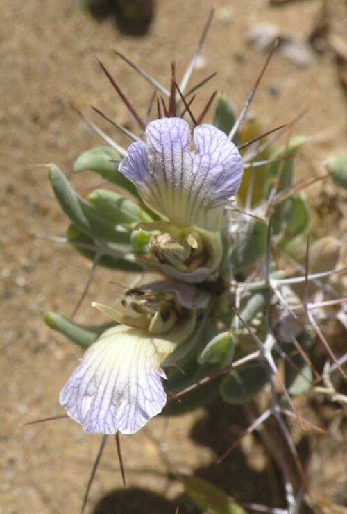 Blepharis mitrata: Blepharis mitrata at Klein Aus, Namibia