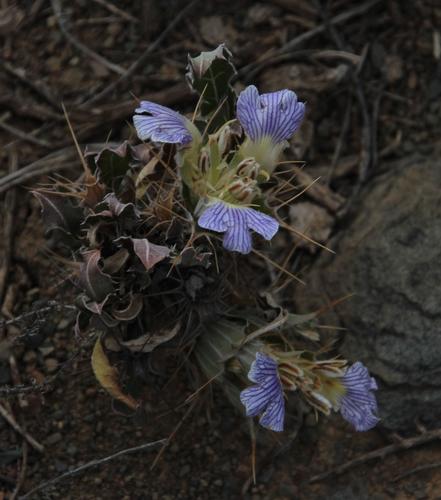 Blepharis mitrata (Blepharis mitrata)