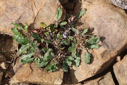 Blepharis mitrata (Blepharis mitrata)