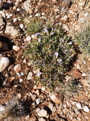 Blepharis mitrata (Blepharis mitrata)