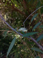 Blepharocalyx salicifolius (Blepharocalyx salicifolius)