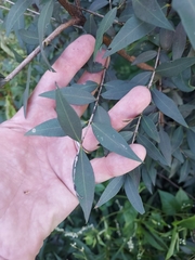 Blepharocalyx salicifolius (Blepharocalyx salicifolius)