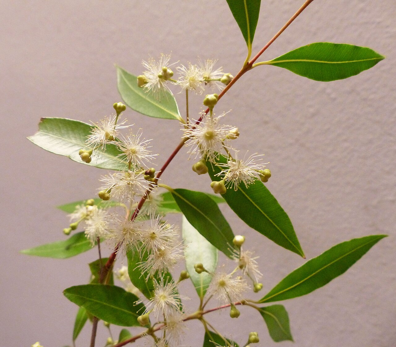 Blepharocalyx salicifolius: Eugenia cisplatensis is a tree of the family Myrtaceae, native to South America, where it grows in Brazil, Argentina and Paraguay.