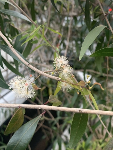 Blepharocalyx salicifolius (Blepharocalyx salicifolius)