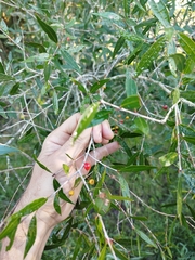 Blepharocalyx salicifolius (Blepharocalyx salicifolius)