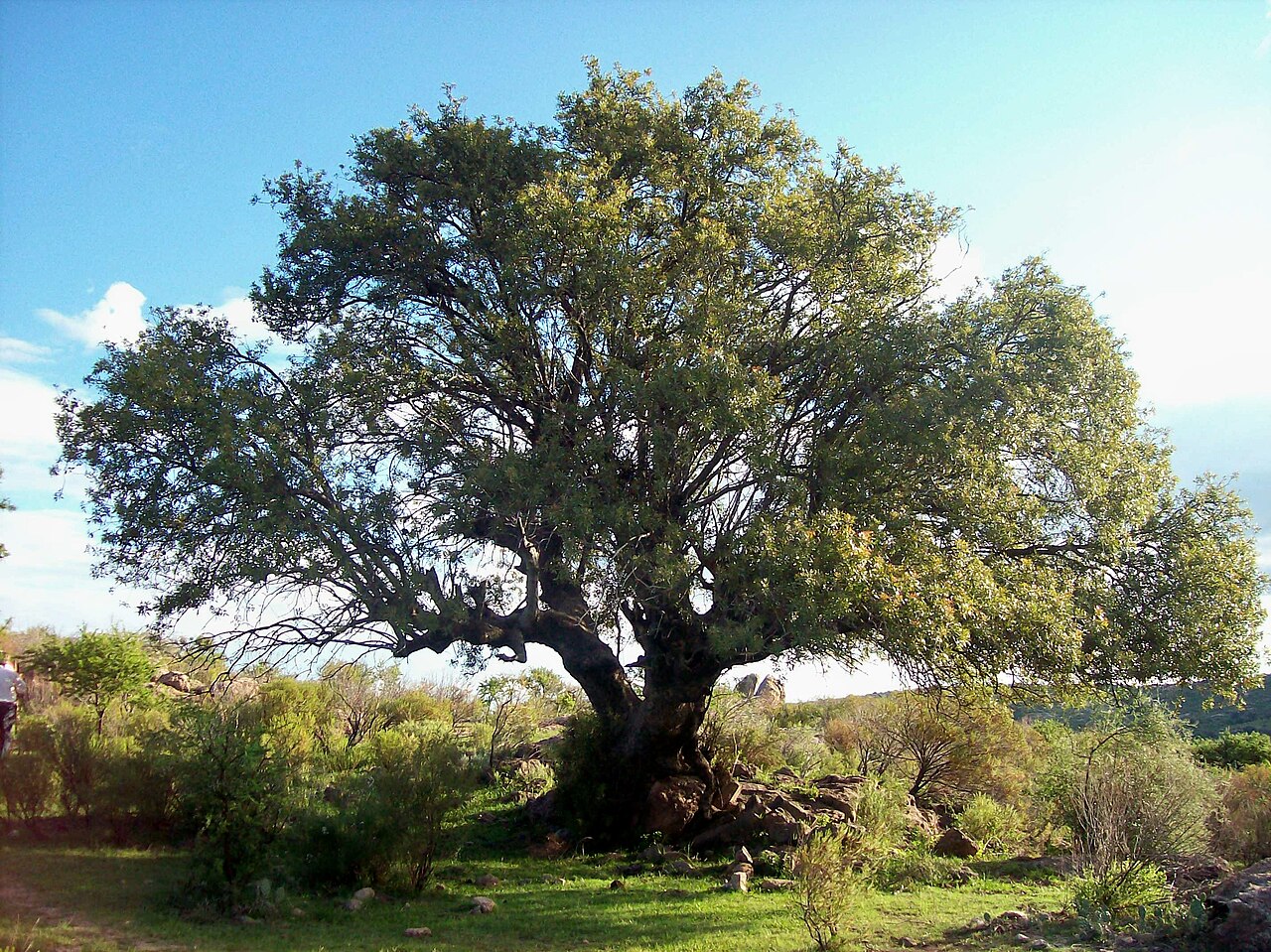 Blepharocalyx salicifolius: Blepharocalyx gigantea Lillo, conocido en la región como Horco Molle. Esta foto está tomada en la región de Tras la Sierra, cerca de Mina Clavero, provincia de