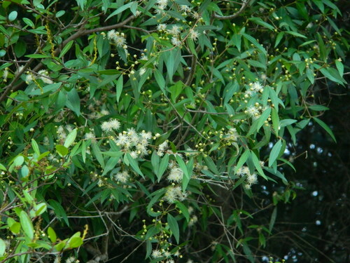 Blepharocalyx salicifolius (Blepharocalyx salicifolius)