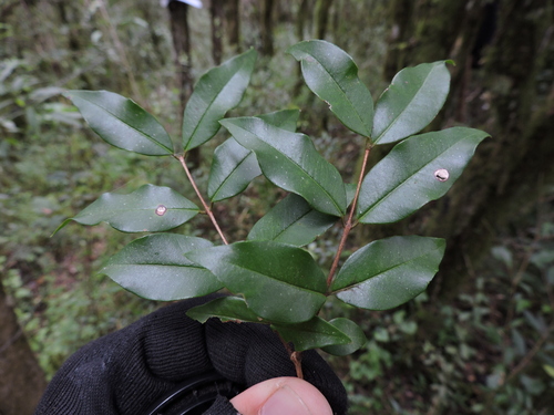 Blepharocalyx salicifolius (Blepharocalyx salicifolius)