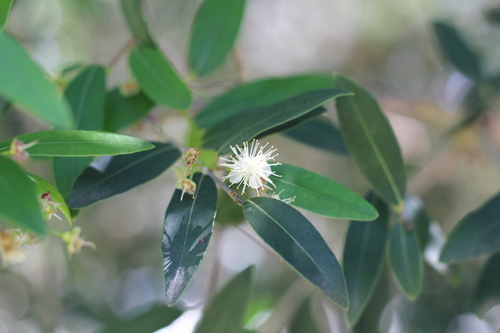 Blepharocalyx salicifolius (Blepharocalyx salicifolius)