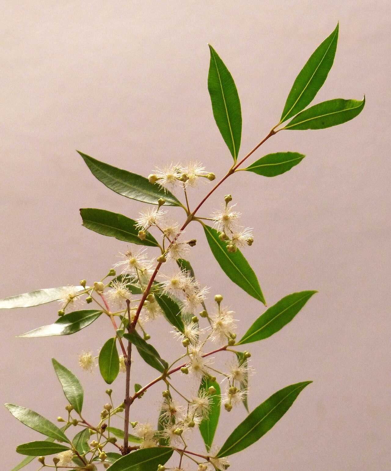 Blepharocalyx salicifolius: Eugenia cisplatensis is a tree of the family Myrtaceae, native to South America, where it grows in Brazil, Argentina and Paraguay.