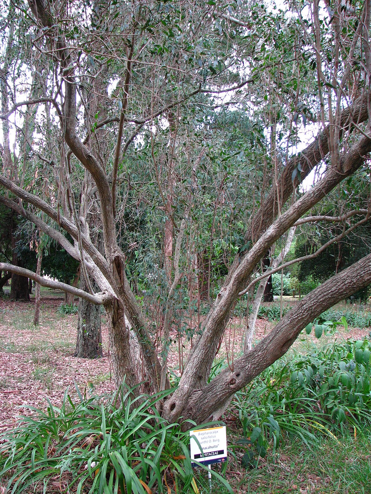 Blepharocalyx salicifolius: Ejemplar de Blepharocalyx salicifolius , en el Jardín Botánico "C. Spegazzini" de la ciudad de La Plata , Argentina.