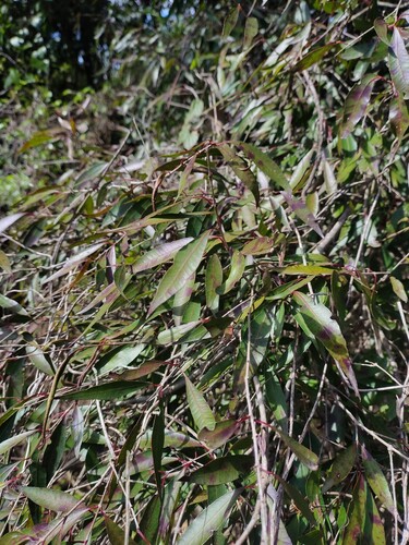 Blepharocalyx salicifolius (Blepharocalyx salicifolius)