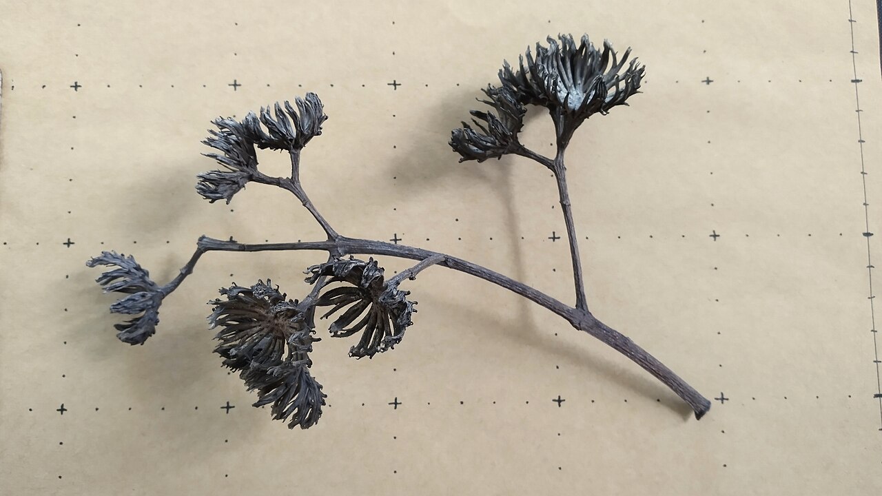 Rose butternut: Dried involucres of Blepharocarya involucrigera