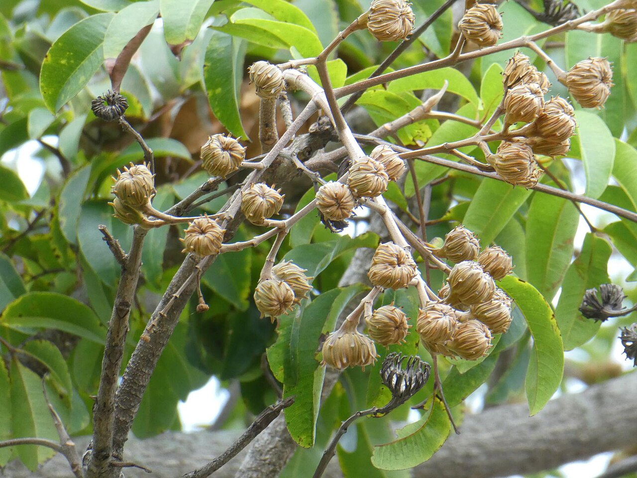 Rose butternut: Ripening fruits of Blepharocarya involucrigera