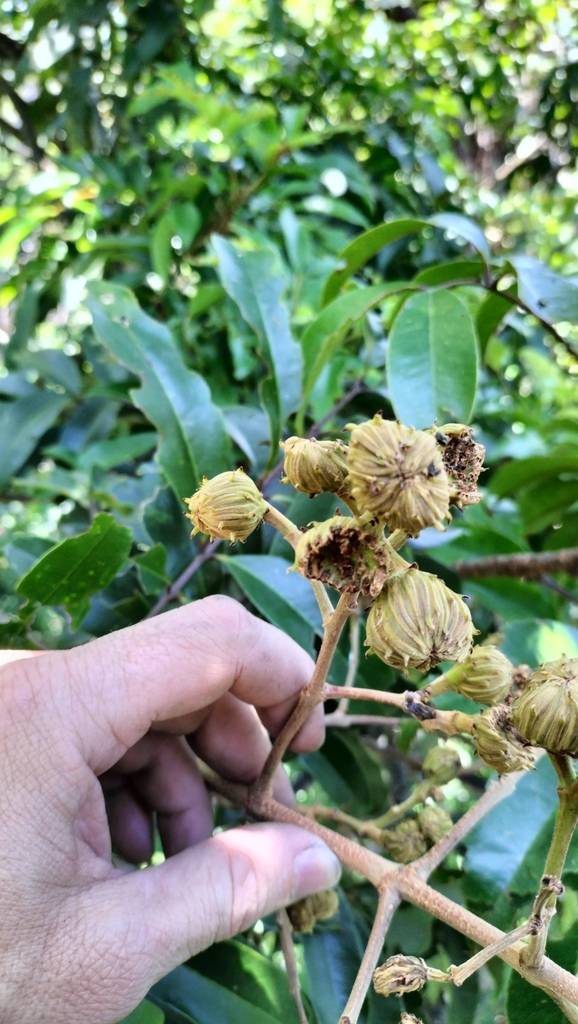 Rose butternut (Blepharocarya involucrigera)