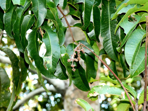 Rose butternut (Blepharocarya involucrigera)