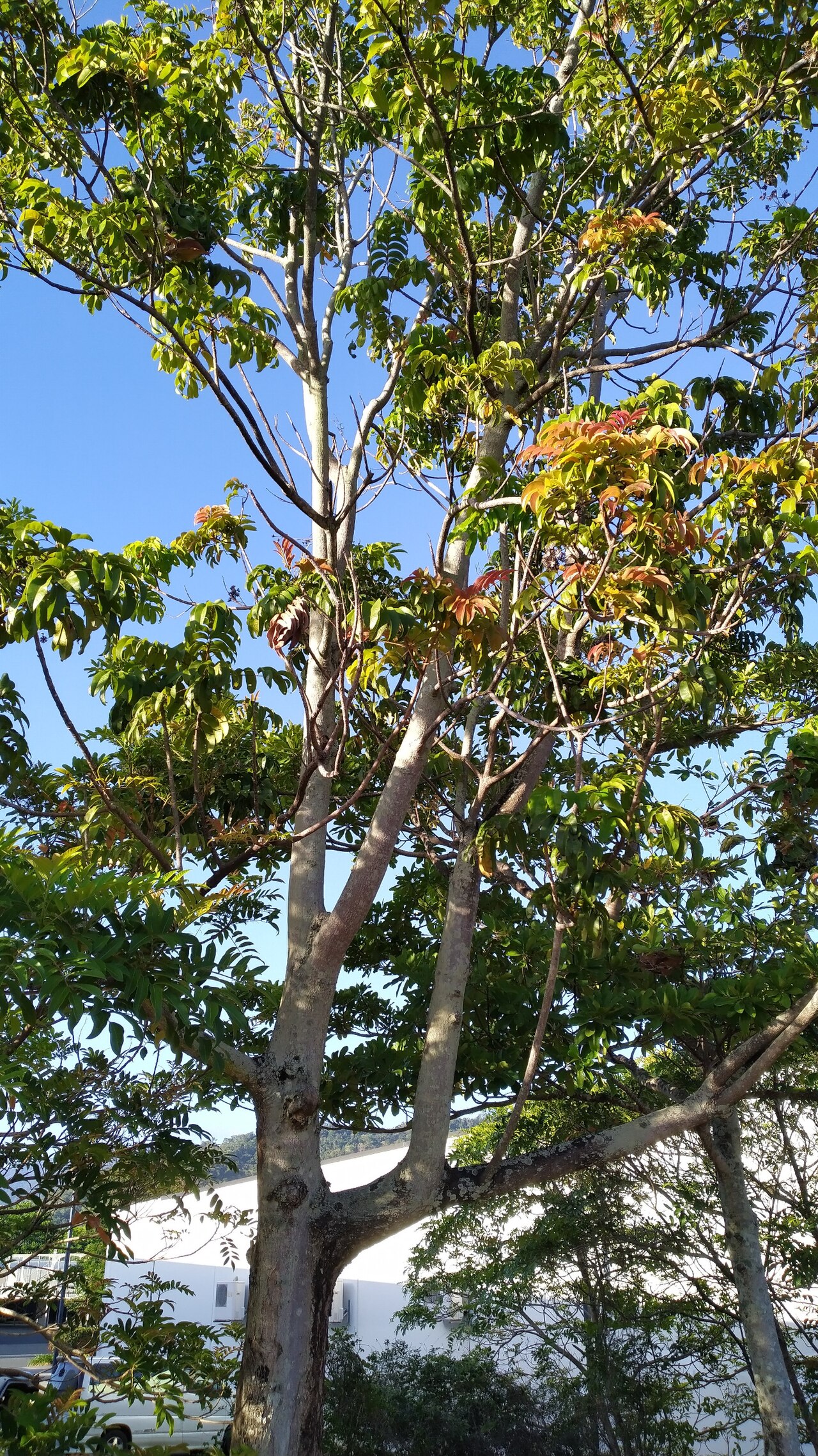 Rose butternut: Blepharocarya involucrigera with new red flushes of leaves at Smithfield, Queensland, October 2020