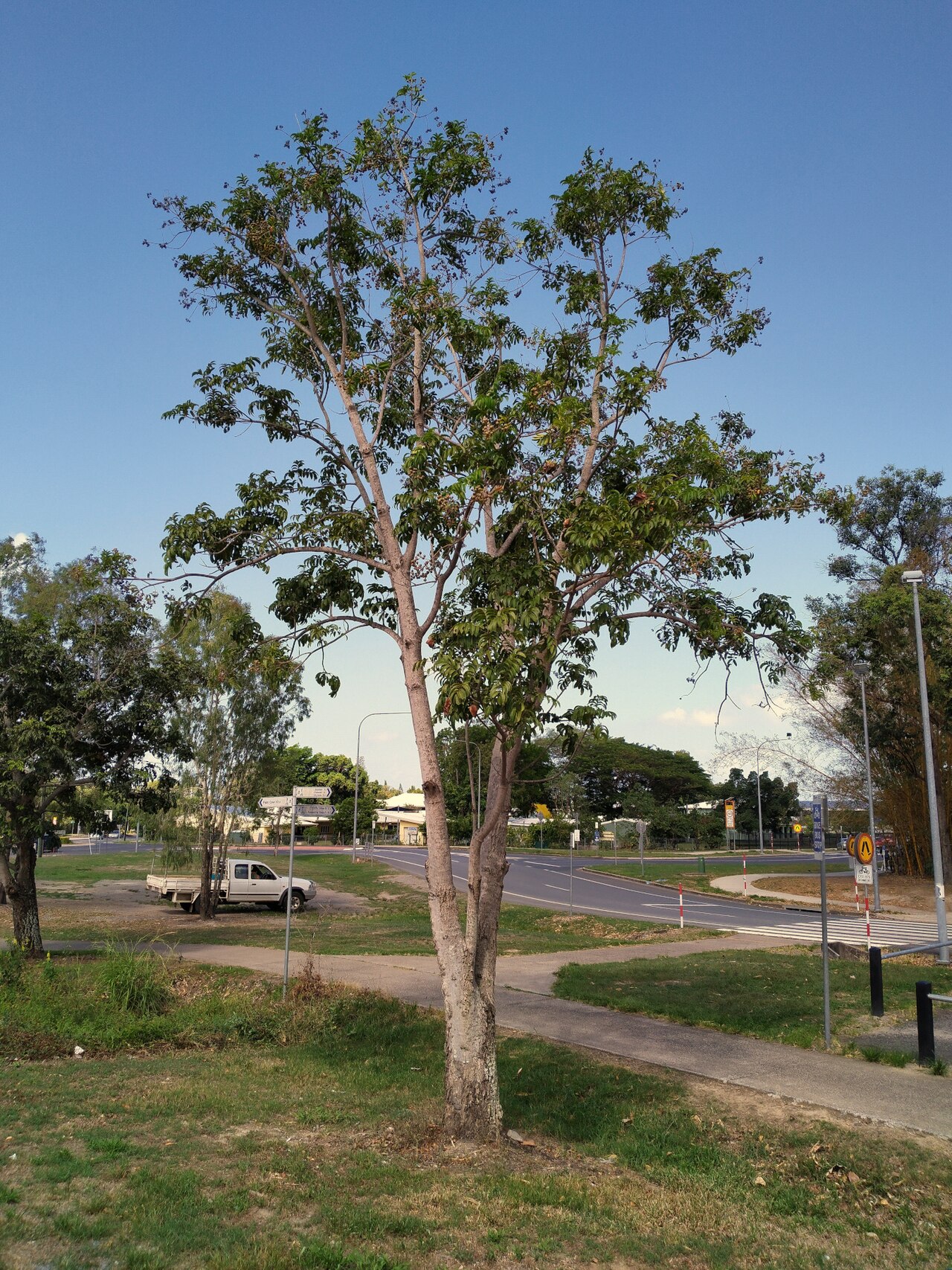 Rose butternut: Blepharocarya involucrigera growing in a suburban setting next to a road