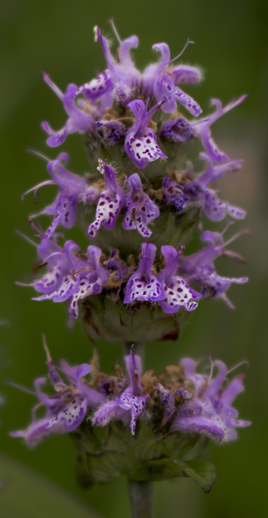 Downy pagoda-plant (Blephilia ciliata)