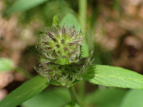 Downy pagoda-plant (Blephilia ciliata)
