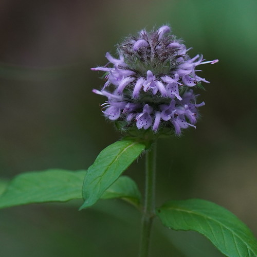 Downy pagoda-plant (Blephilia ciliata)