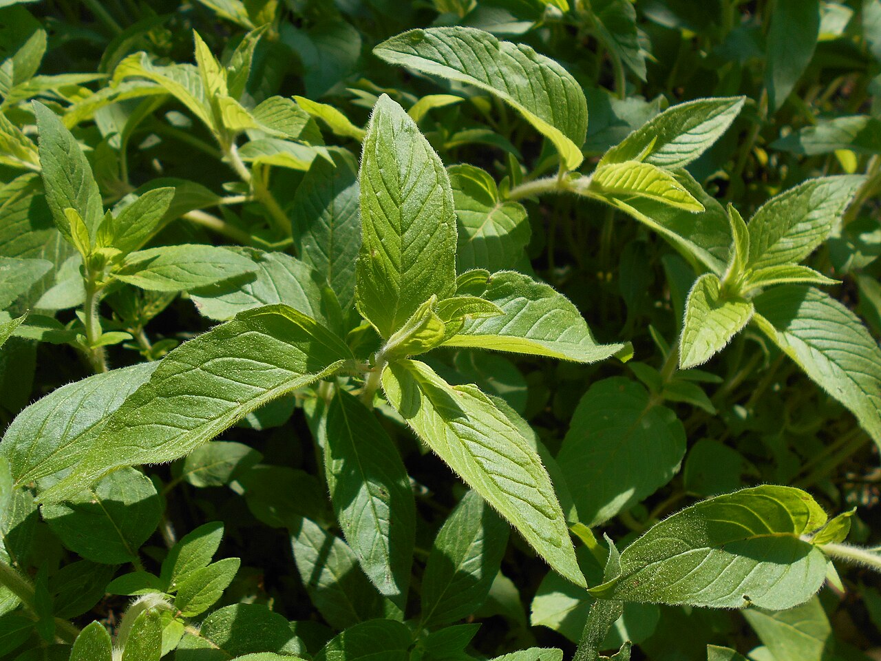 Downy pagoda-plant: Blephilia ciliata , Botanischer Garten Berlin.